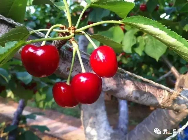 昌平哪里有采摘樱桃的地方,摘樱桃昌平