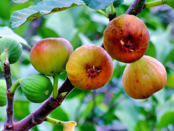 无花果怎样种植,无花果怎么栽培视频