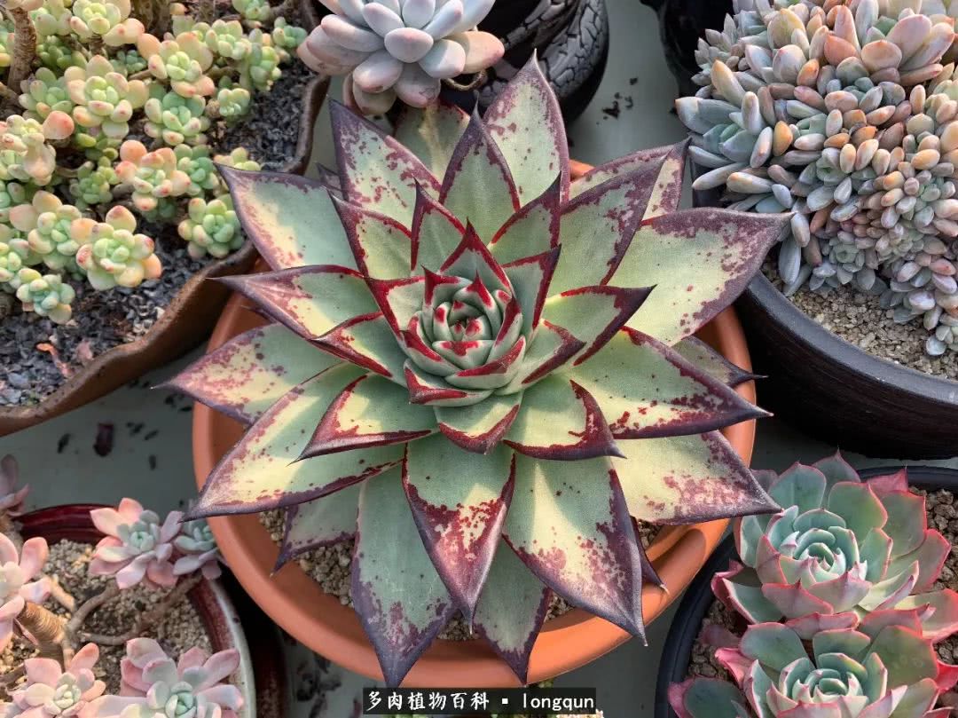 探访韩国肉锥大棚,记一次走访纪录片