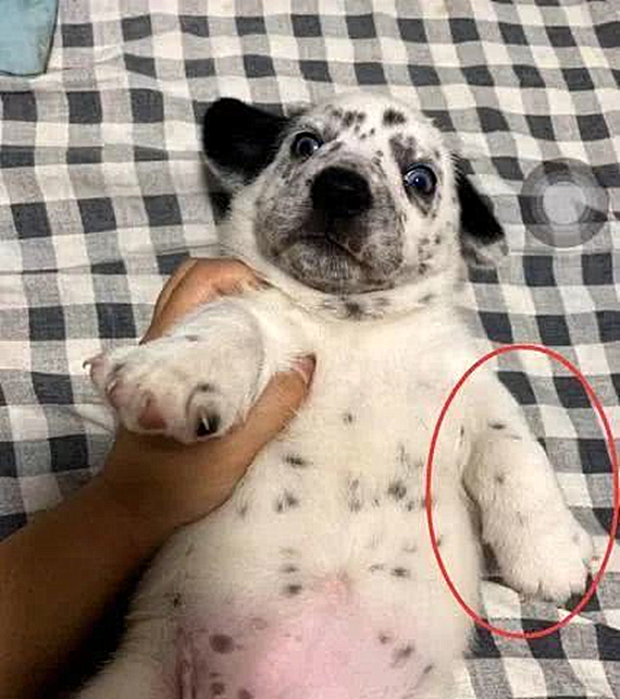 柯基和卷毛狗生出的孩子,柯基和泰迪的杂交犬为什么是黑色