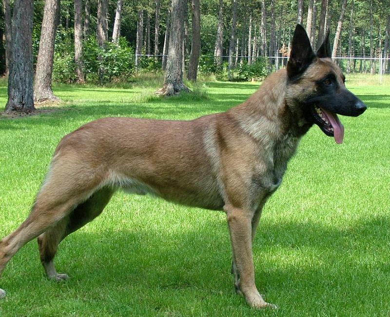 训练马犬的精髓，你知道吗？这4点让你成为专业的马犬驯养师