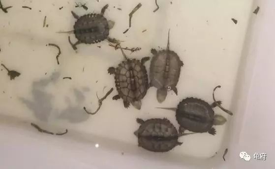 鉴赏花草模板,小青苗照片