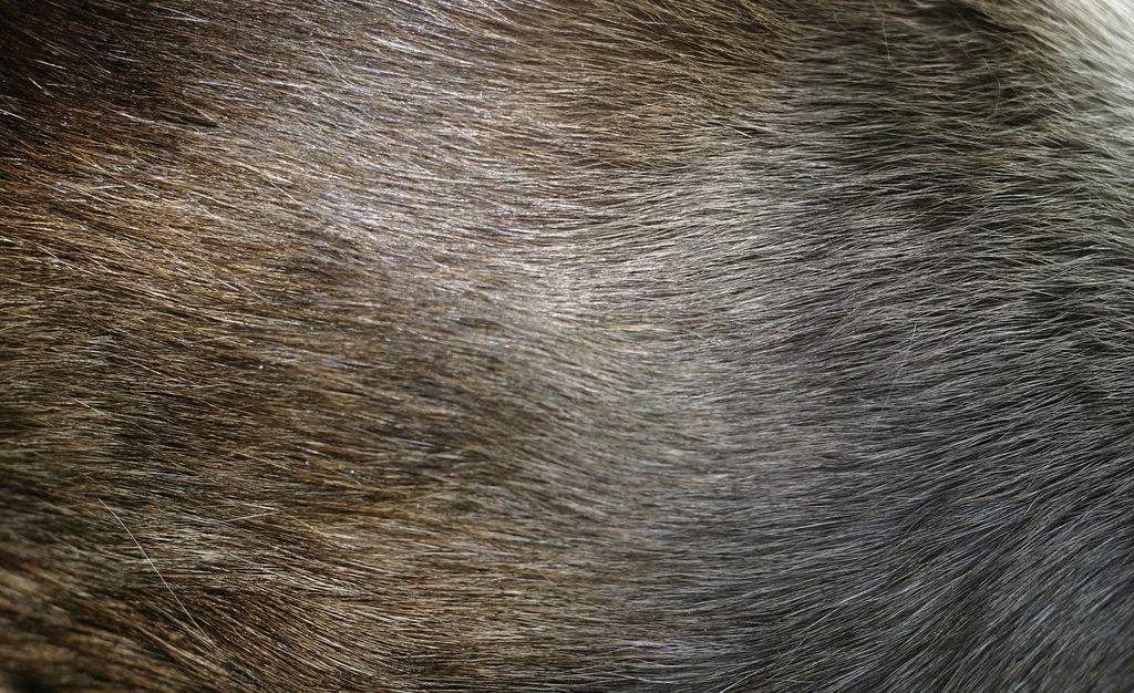 易经中的狐狸——美女神话的兴起