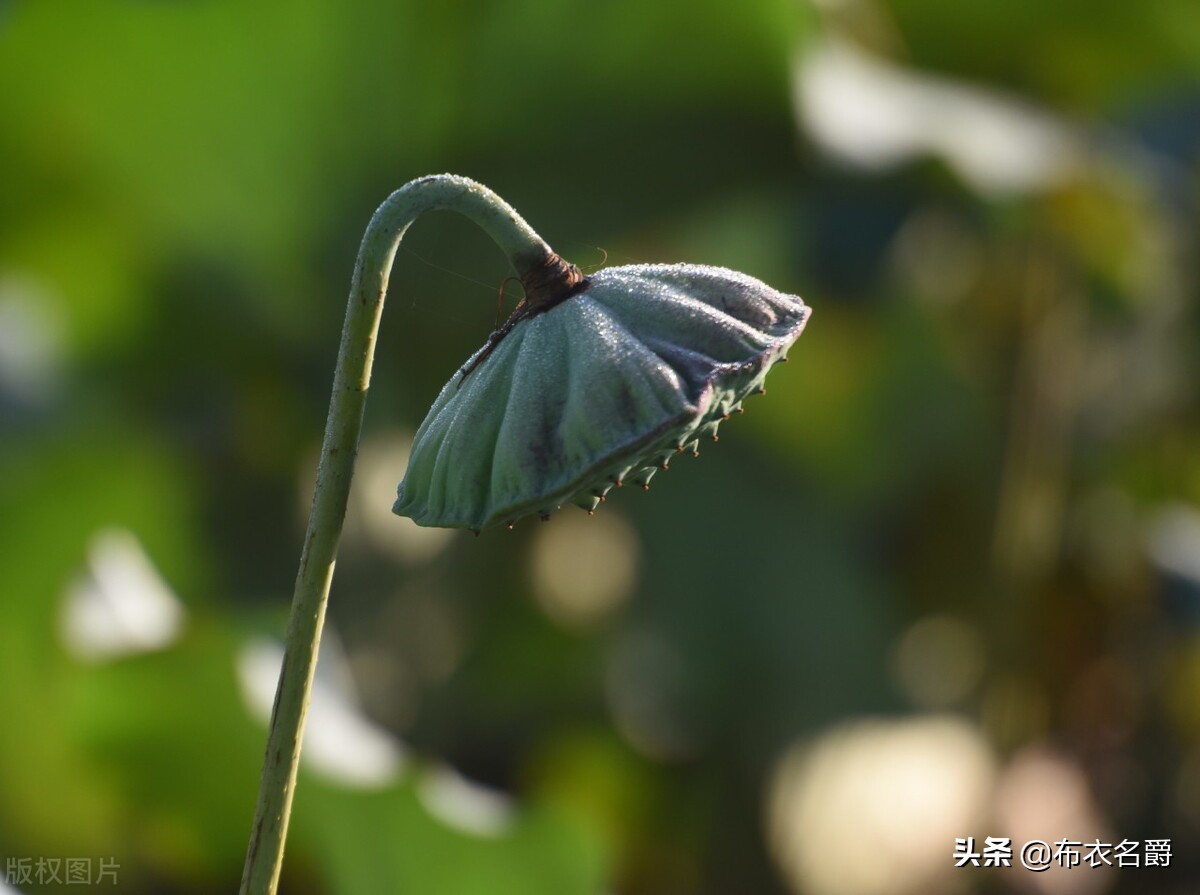 猪肺疫的症状及治疗方法视频,猪肺疫什么猪最易感染