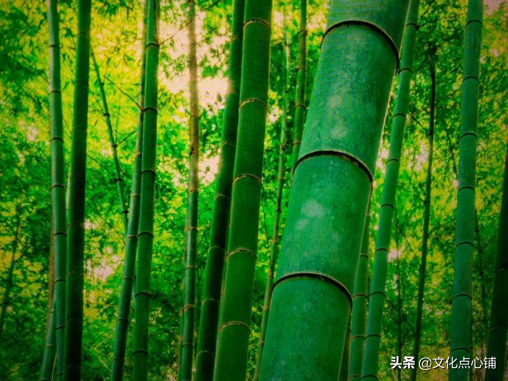 绔瑰瓙鐨勫拸鐗╄瘲,鍏充簬绔瑰瓙鐨勫拸鐗╄瘲