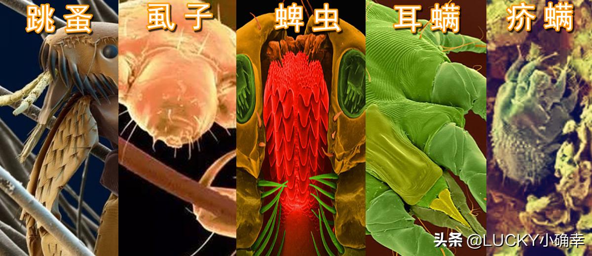 猫咪低产是什么原因,猫咪干货分享