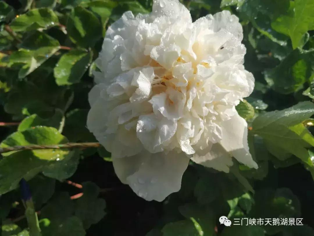 三门峡天鹅湖湿地公园牡丹苑,三门峡天鹅湖牡丹苑赏牡丹