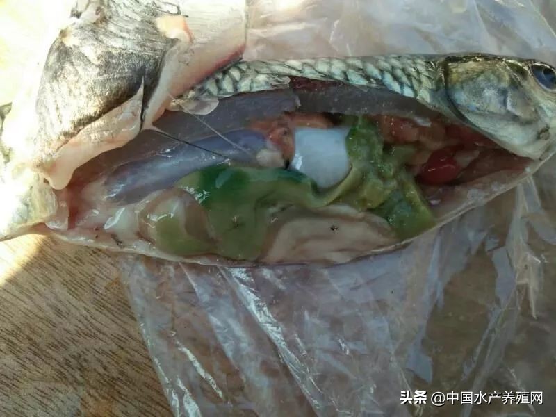 草鱼肝胆综合症最佳治疗方案,简述草鱼肝胆综合征的症状