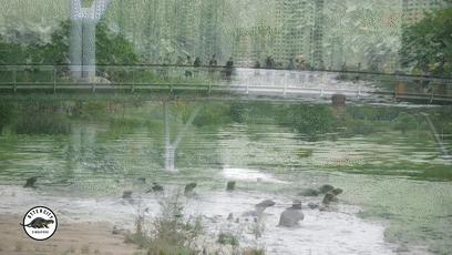 两水獭家族打群架,两个水獭家族之间的战争完整版