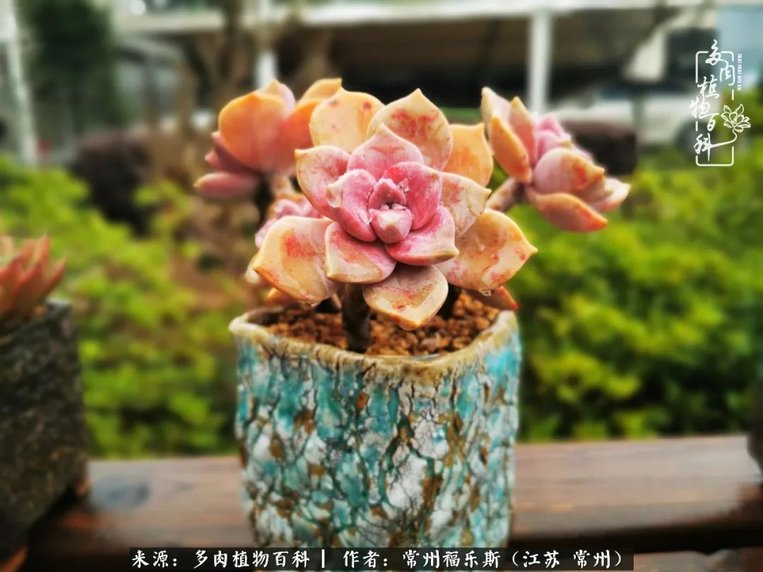 多肉是一处景物吗,多肉也有一道靓丽的风景