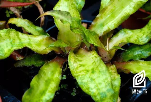 姬凤梨水培最简单的方法,姬凤梨的养护方法