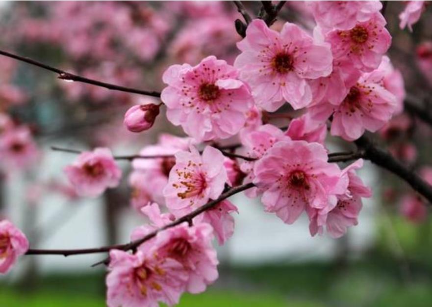 室外梅花怎么养才能开花,梅花室内养枝条能浇水吗