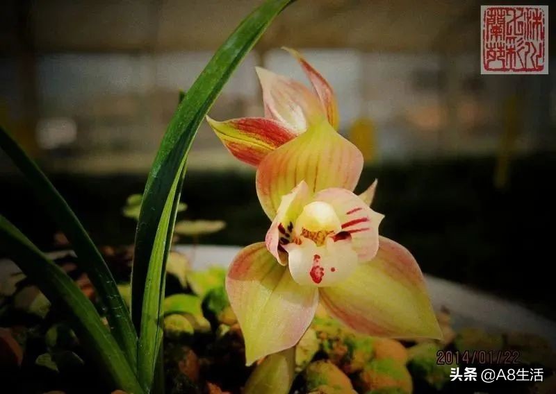 春兰姜氏荷兰名品欣赏,姜氏荷兰花春兰