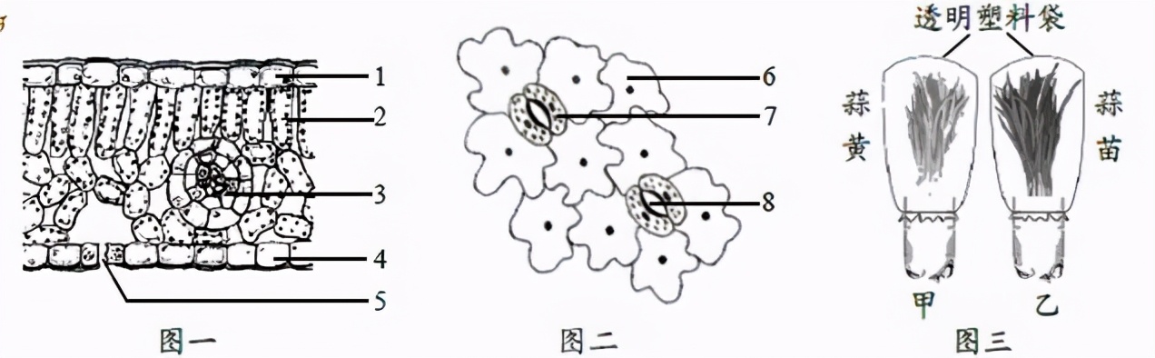 七上生物绿色植物的呼吸作用复习,高一生物必修一呼吸作用习题讲解
