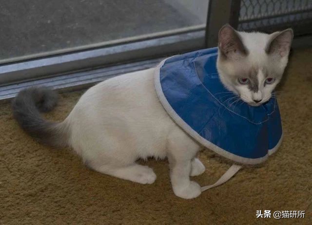 伊丽莎白圈猫咪,伊丽莎白圈有危险吗