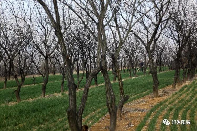 晋城哪里可以春游,晋城附近春游景点