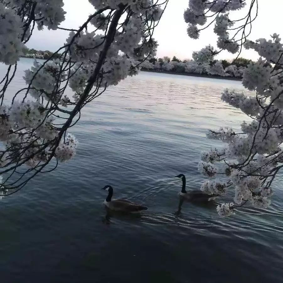 七月念“雀”,意思是七月像小鸟一样飞走了