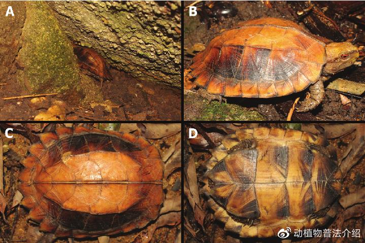 匠志萌宠乐园教学,匠志萌宠