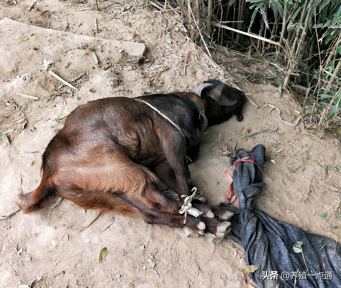 90后养羊专业户,最赚钱的养羊模式