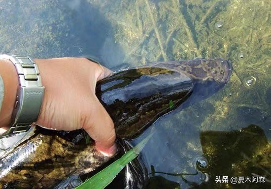 它的身体看起来像一条蛇英文,为什么黑鱼长得像蛇