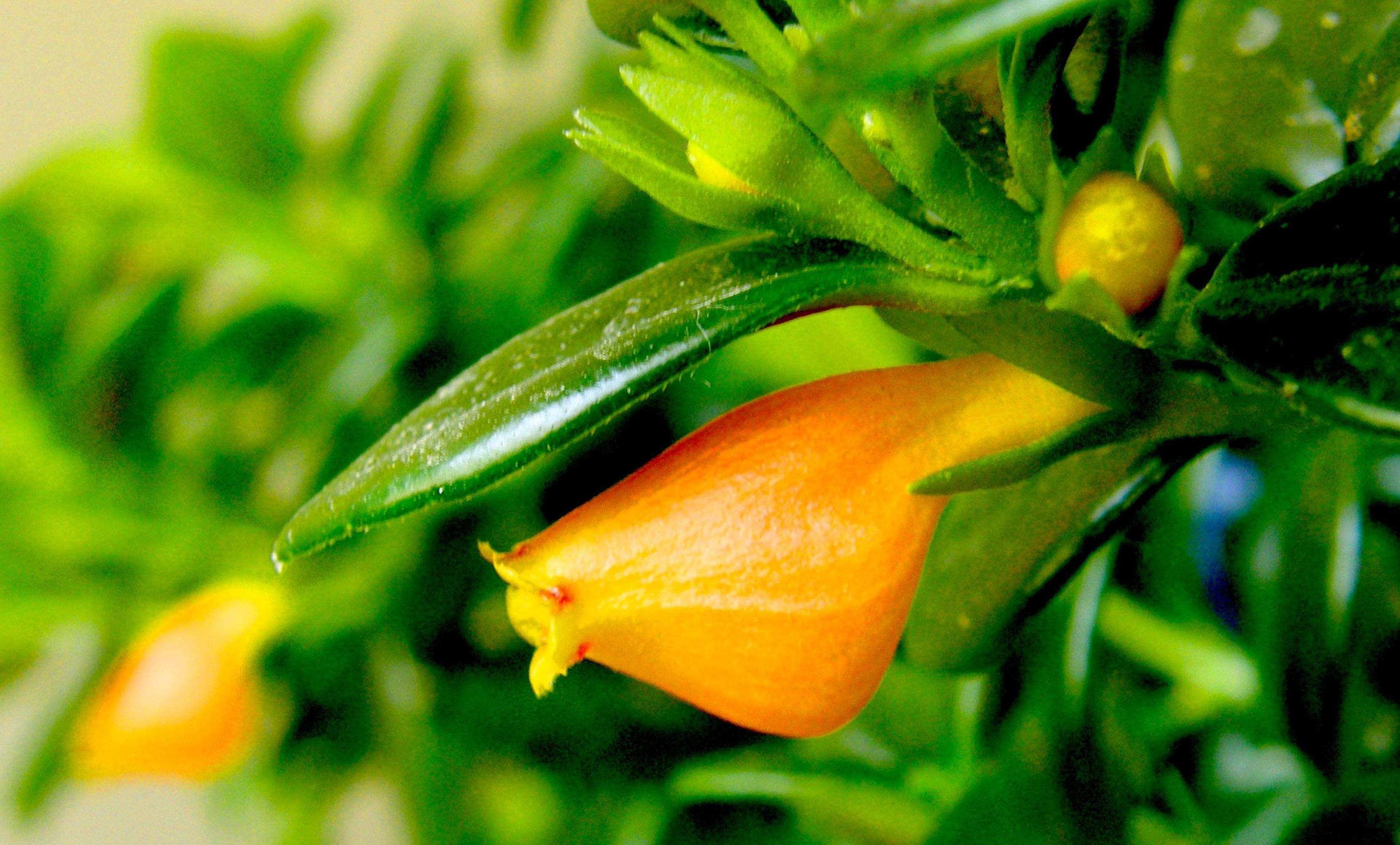 金鱼吊兰怎么养护能发新枝多开花,金鱼吊兰冬天怎样养才能花开爆盆