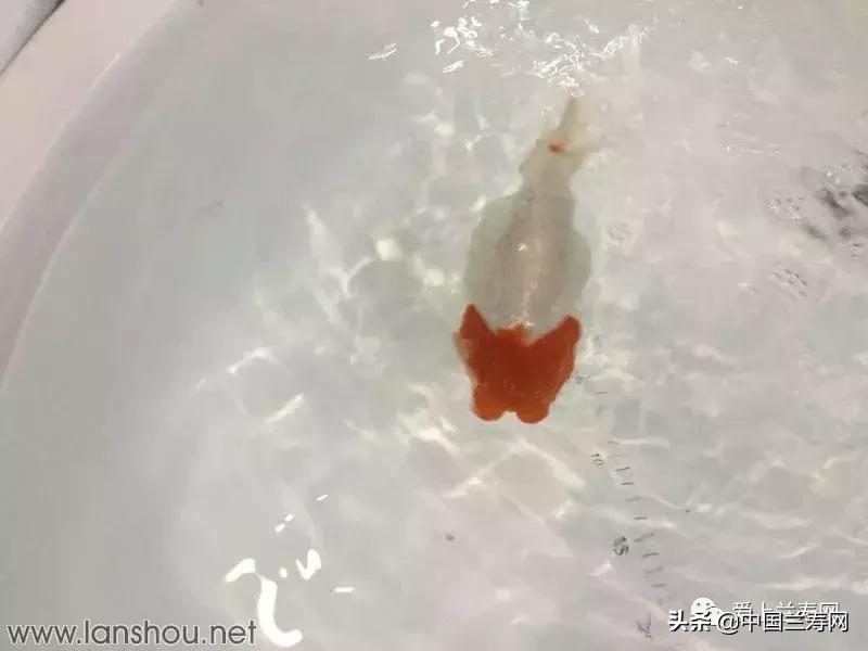 世界金鱼大赛在福州举行,2019中国世界金鱼大赛