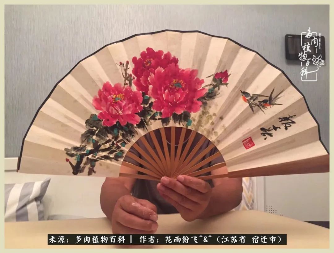 我家老臧：从反对到爱屋及乌的多肉守护人