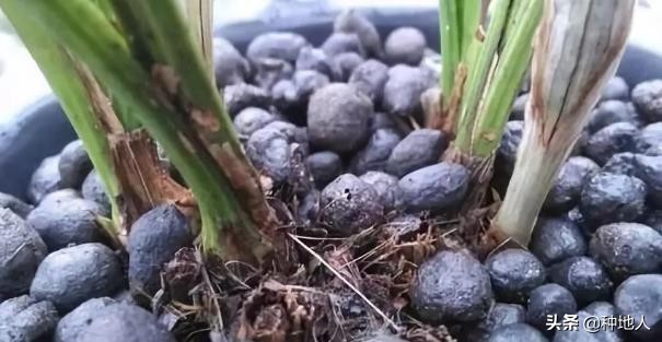 羊粪有机肥制作全过程,羊粪和秸秆如何制有机肥