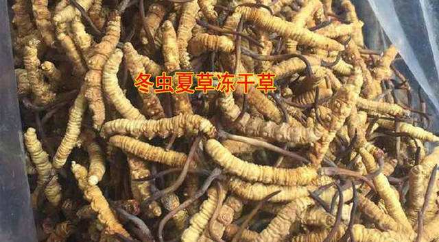 央视揭秘冬虫夏草的骗局,冬虫夏草骗局曝光