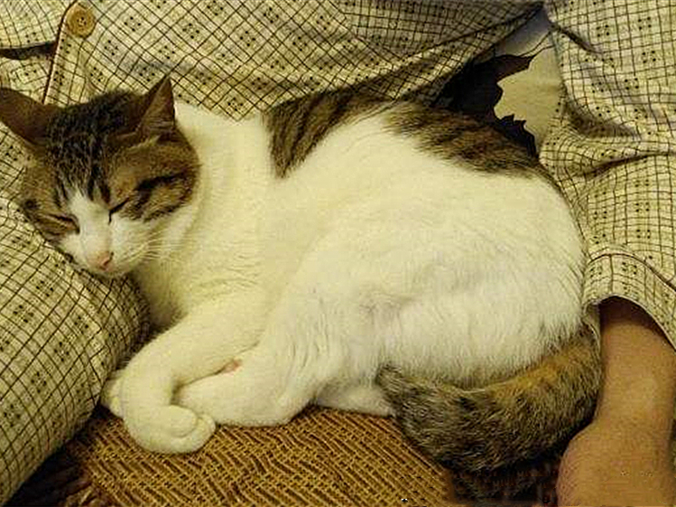 解决猫毛过敏最佳办法,猫毛会导致脸部过敏吗