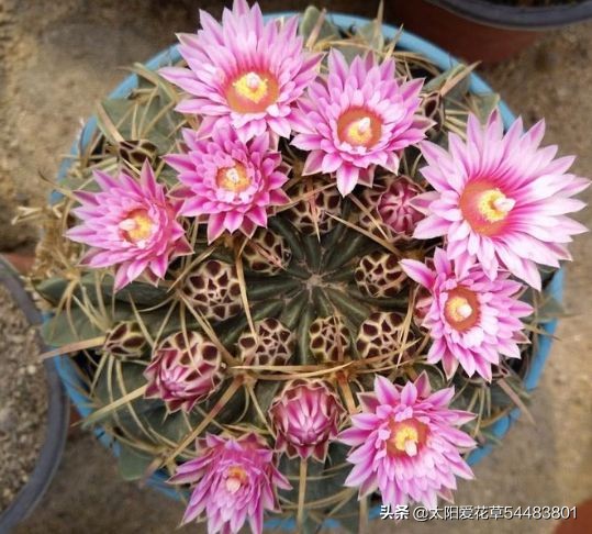 夏天雨水较多，仙人球烂根了怎么办？