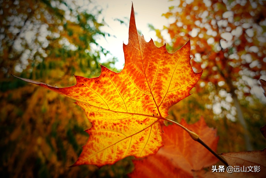 索尼黑卡二怎么拍,索尼黑卡2大光圈拍视频