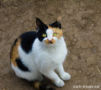 国货猫品种大全,最便宜的国产猫品种是什么