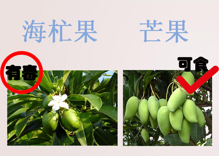 海南食物中毒,三亚吃东西食物中毒媒体曝光