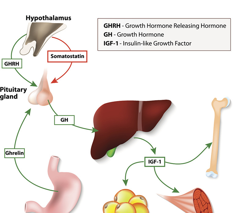 健身类固醇和生长激素副作用,合成类固醇的副作用和危害