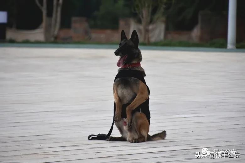 幼儿园萌娃进警营,萌娃进警营小视频