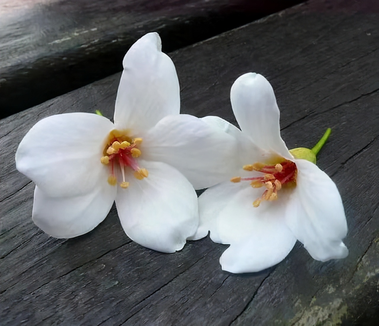 如何看待凤凰男的爱情生活,凤凰男被骗婚