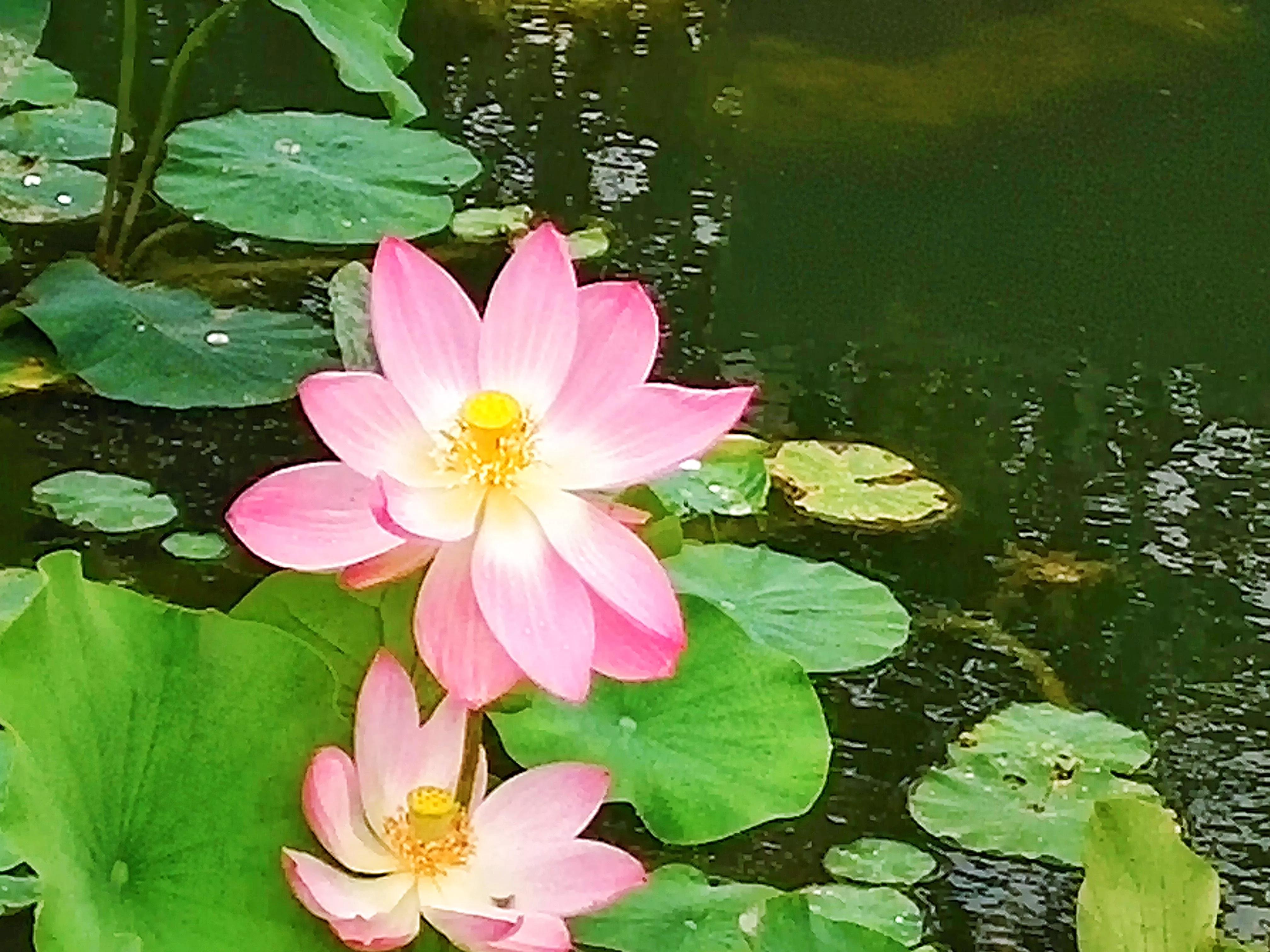 池塘里的荷花开了吗,池塘里的荷花开了表示什么