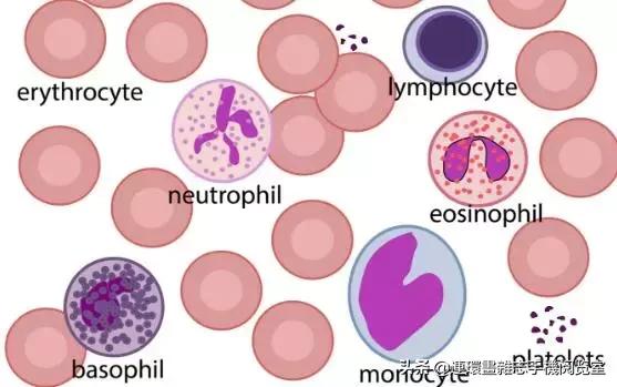 一文看懂血液检测结果代表情况,一文看懂体检报告