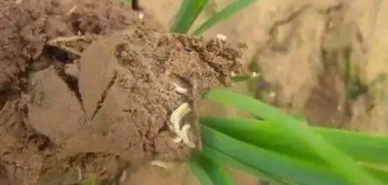 杀灭地下害虫这里有10种绝招,地下害虫最佳灭虫方法