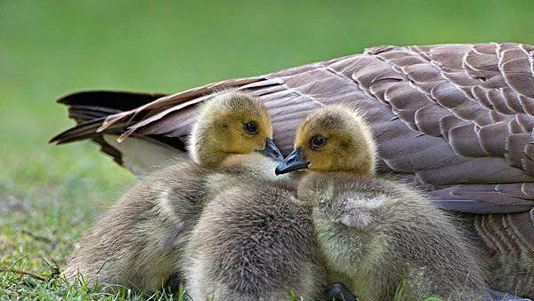 冬天养鹅的技巧和方法,冬天养鹅注意事项和禁忌