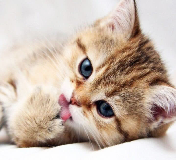 猫咪眼睛分泌物多应该怎么处理,猫咪眼睛分泌物怎么解决