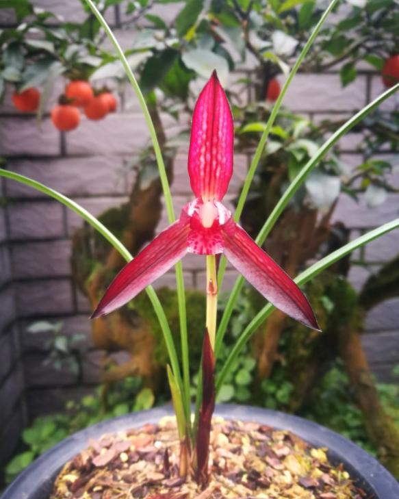 兰花品种大全莲瓣兰,兰花品种大全独脚兰