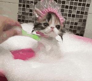 祝铲屎官麻麻节日快乐!毛孩子的行动超暖心了