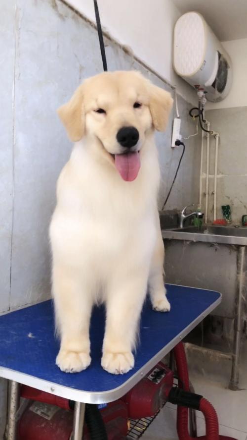 国内顶级金毛犬舍排名,金毛冠军犬舍