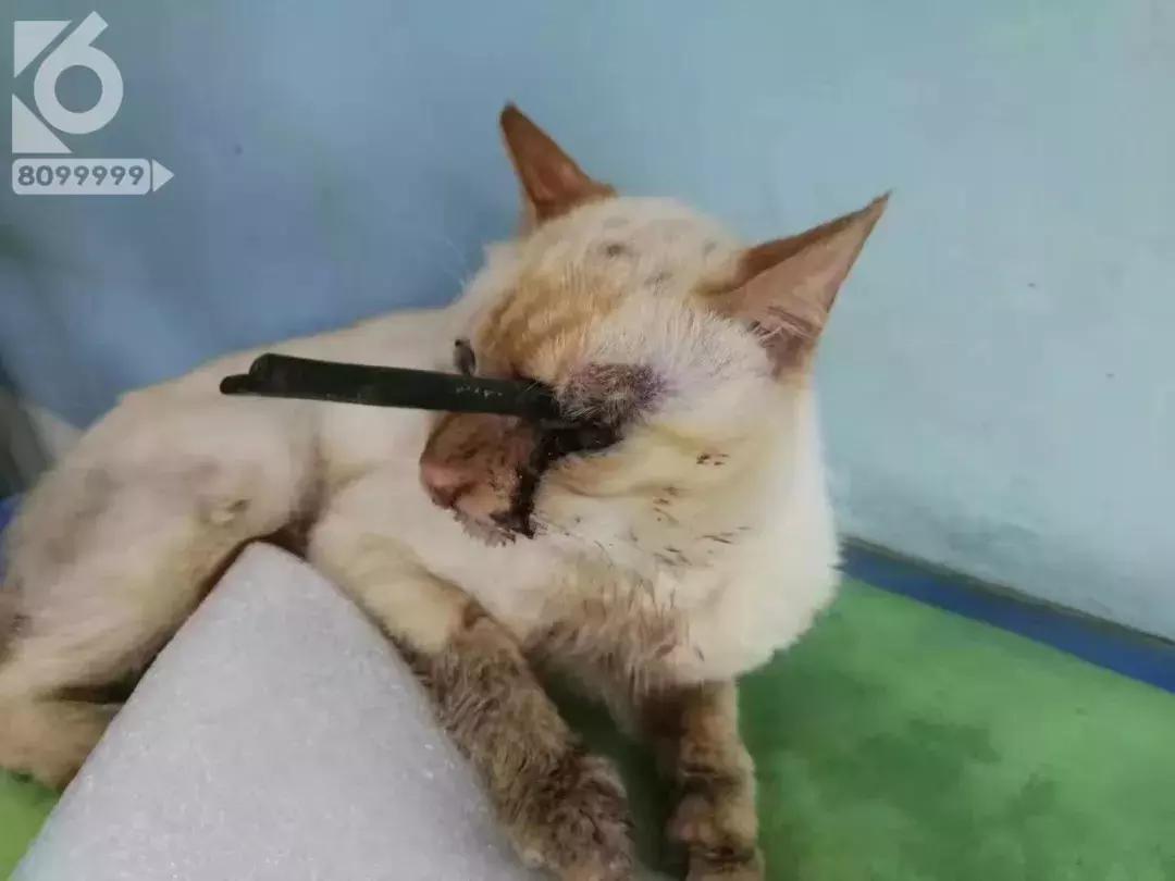 猫咪眼睛被刺了一下,小猫的眼睛被鱼叉刺穿