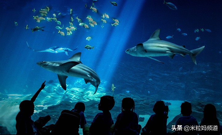 新加坡亲子游7天6晚攻略,新加坡旅游攻略推荐遛娃