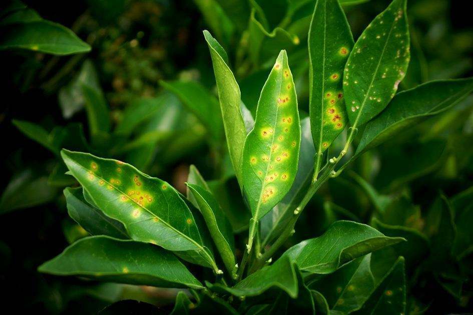 枯萎病青枯病根腐病怎么防治,青枯病根腐病的防治