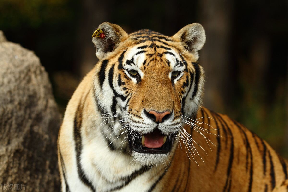 珲春再现众山皆有虎盛况,珲春变东北虎保护区