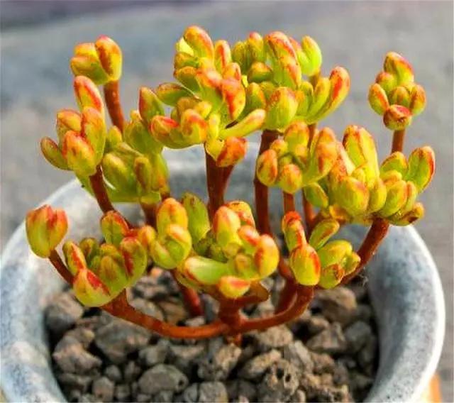 易群生的多肉,多肉小巧易群生